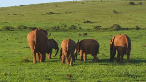 Elephant-family-walk-away-from-camera-in-wide-green-grass-landscape