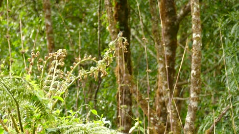 steady-shot-of-the-underbrush-scenery-of-the-rainforest