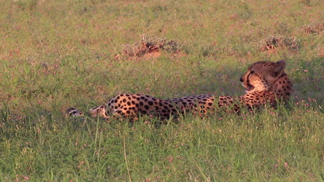 Mature-cheetah-lies-in-shade-on-the-savanna,-panting-in-the-dry-heat