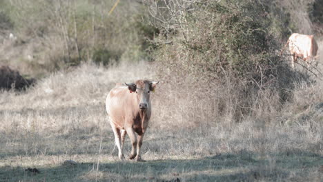 Alentejana-Cattle-Breed-In-The-Field-Staring-At-The-Camera-In-Alentejo-Province,-Portalegre-District,-Portugal---Slow-Motion