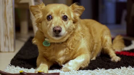 Medium-size-breed-greek-Kokoni-dog,-rests-on-carpet,-licking-and-looks-at-the-camera-indoors,-close-up-4K