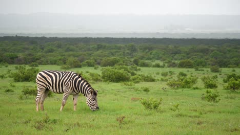 Lone-zebra-eats-vivid-green-grass-after-rain-on-African-savanna
