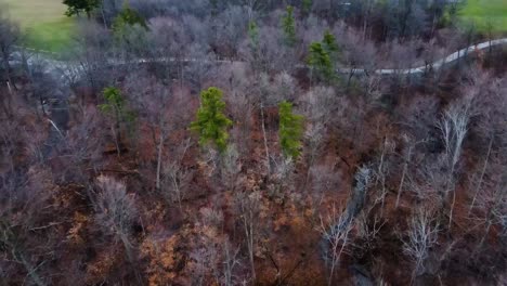 Aerial-top-down-shot-of-leafless-autumn-forest