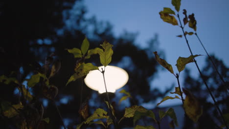 Garden-lamp-at-dusk-during-blue-hour-shinning-on-fragile-leaves-and-stems