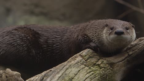 river-otter-epic-slow-motion-look