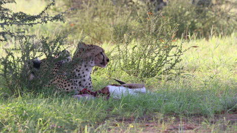 Grafik:-Sehr-Wachsamer-Ausgewachsener-Kalahari-Gepard-Frisst-Einen-Kleinen-Springbock