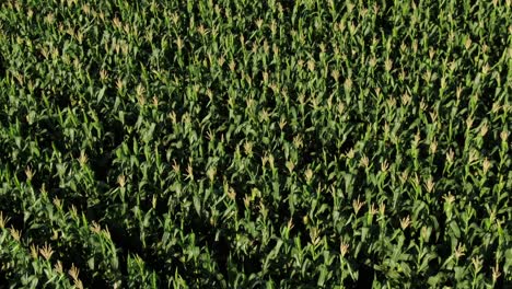 Aerial-pullout:-Bright-sunshine-on-vibrant-green-maize-in-corn-field