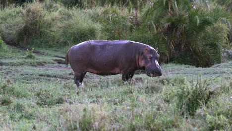 Serengeti_hippopotamus-Con-Oxpecker-En-La-Espalda-Mirando-A-La-Cámara