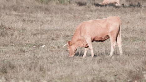 Grazing-Cattle-In-A-Rural-Farm-In-Alentejo-Province-In-Portalegre,-Portugal---Slow-Motion