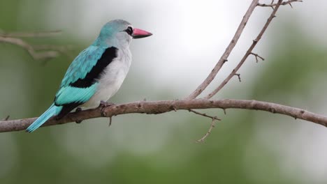 Teal-Woodland-Kingfisher-perched-on-branch-vibrates-when-vocalizing