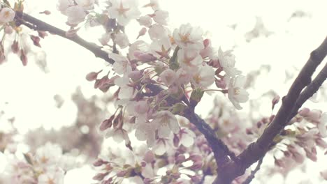 Frühlingsgrenze-Oder-Hintergrund-Mit-Weißer-Blüte