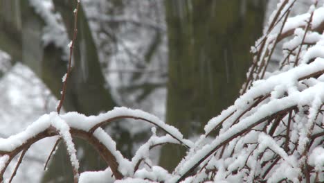 Copos-De-Nieve-Cayendo-Sobre-árboles-Y-Ramas