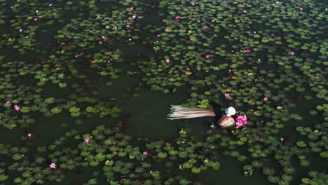 Man-harvesting-pink-Lotus-Lily---Nymphaea-rubra---swimming-in-lake