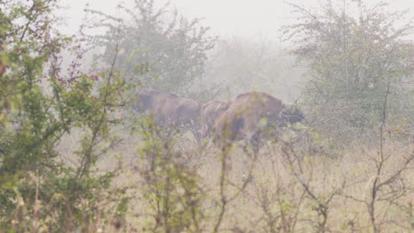 Three-european-bison-bonasus-eating-leaves-from-a-bush,fog,Czechia