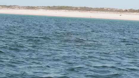 Bandada-De-Delfines-Nadando-En-El-Océano-Azul-Profundo-De-La-Playa-De-Comporta-En-Portugal