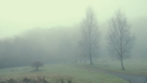 Dichter-Nebel-Auf-Dem-Feld-Zwischen-Bäumen-Atmosphärisch
