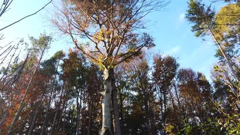 Ein-Riesiger-Baum,-Der-Mit-Einer-Wunderschönen-Herbstfärbung-Der-Blätter-Und-Dem-Blauen-Himmel-Verbunden-Oder-Verbunden-Ist
