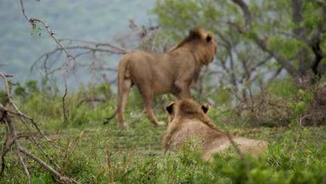 Two-alert-Lions-in-African-Wilderness-walk-away---Slow-Motion