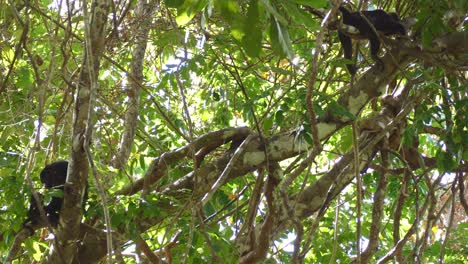 Grown-Mantled-Howler-Monkey-shaking-huge-branches-before-jumping-from-one-tree-to-another