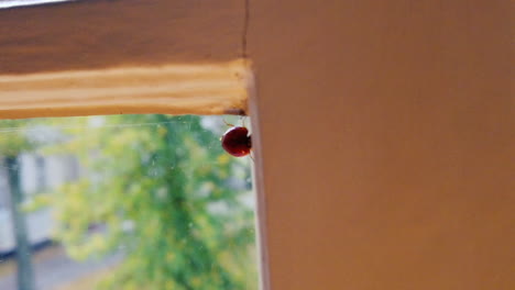 ladybug-walking-at-a-window-corner---shot-in-slowmotion
