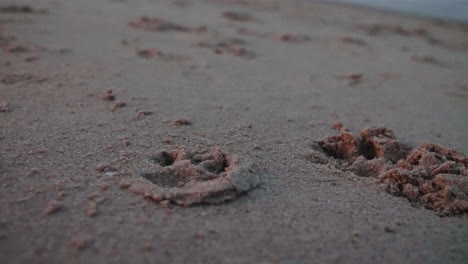 Dog-paw-prints-in-sand-on-beach,-Slow-Motion