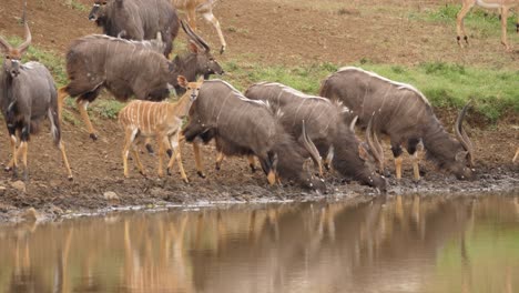 Beautifully-striped-Nyala-males-and-females-cautiously-drink-at-pond