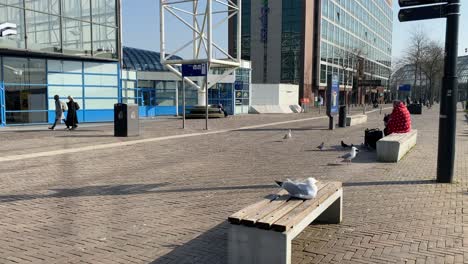 Still-shot-of-a-woman-and-a-seagull-sitting-on-two-different-benches-in-front-of-Sloterdijk-station