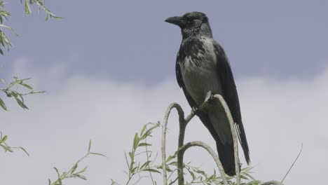 A-black-magpie-see-around-his-environment-on-a-branch-near-the-Lake-Balaton