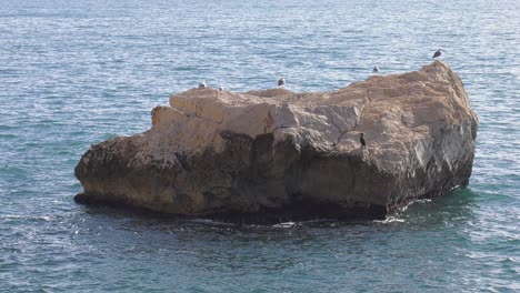 Seabirds-on-rock-island,-mediterranean-coast-of-spain