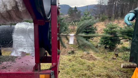 Christmas-trees-being-packed-by-a-worker-with-machinery-in-Norway