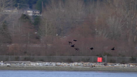 Tief-Fliegende-Vögel-Auf-Meereslandschaft,-Die-Durch-Winterbäume-Im-Hafen-Von-Vancouver,-BC,-Kanada,-Fliegen