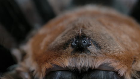 Macro-close-up-of-tarantula-eyes---arachnid-features