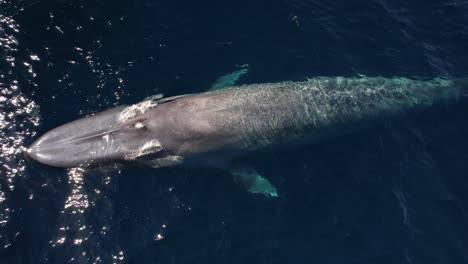 Top-down-view-of-an-90-foot-Blue-Whale-rising-to-the-surface-to-take-a-breath-with-a-beautiful-rainbow-spout