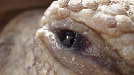 Giant-tortoise-slowly-opening-its-eyeball-eyelid