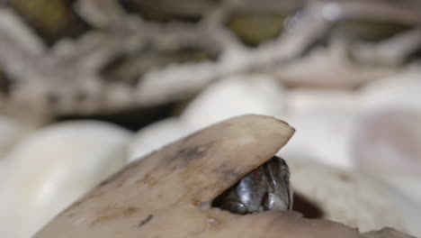 Hatching-baby-python-peeking-out-from-shell