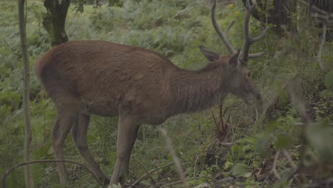 deer-with-long-horns-grazing-in-the-forests-of-scotland-uk