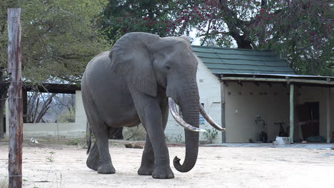 An-African-elephant-bull-with-impressively-large-tusks-walks-through-a-small-village