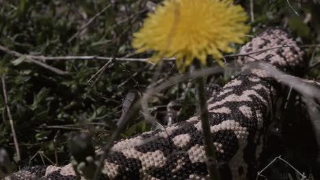 Gila-monster-slow-motion-in-the-grass