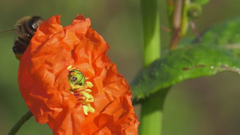 Close-up-honeybee-lands-on-red-poppy-flower,-slowmo,-macro-nature
