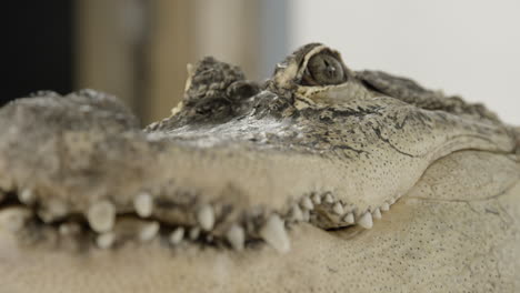 Gesicht-Eines-Amerikanischen-Alligators,-Nahaufnahme-Von-Zähnen-Und-Schuppen
