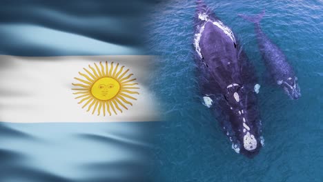Argentinien-Flagge,-Geteilt-Mit-Südkaperwal-Mutter-Und-Kalb-–-3D-Animation