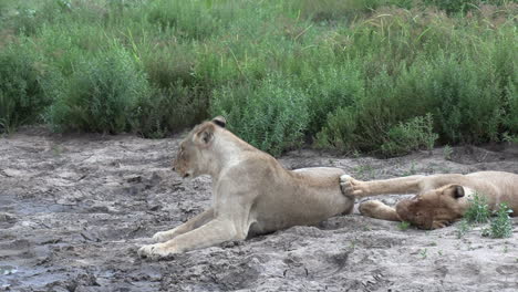 Ein-Verschlafener-Nachmittag-Unter-Der-Sonne-In-Afrika,-Während-Eine-Gruppe-Löwinnen-In-Der-Hitze-Faulenzt
