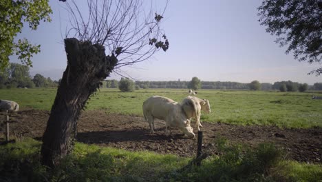 Vacas-Frotándose-Entre-Sí-Al-Sol-De-La-Mañana-En-Un-Campo-Verde-En-La-Naturaleza