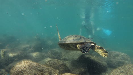 Tourist-enjoy-underwater-sightseeing-a-beautiful-Honu-Sea-Turtle-in-Maui,-Hawaii