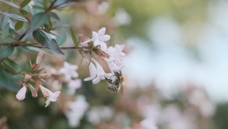 Hairy-English-Bumblebee-drinking-nectar-pollenating-beautiful-white-flowers-Linnaea-grandiflora-side-view-slow-motion-Bombus-pascorum