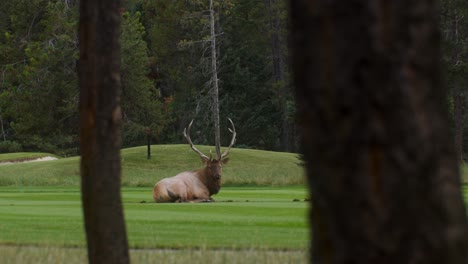 Elk-bull-male-laying-down-on-a-lawn-wide