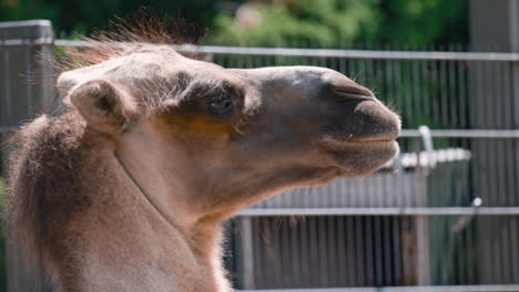 Slow-closeup-of-Bactrian-camel-turning-head,-metal-fence-in-background