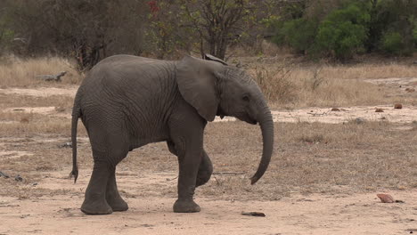 A-young-elephant-lifting-his-trunk-and-curiously-picking-up-a-branch,-then-tossing-it-down