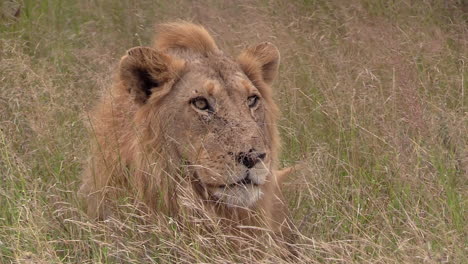 Close-up-of-a-male-lion-staring-intently-from-the-long-grass-on-a-windy-day