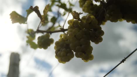 Close-up-of-green-grapes-on-a-blue-sky-background